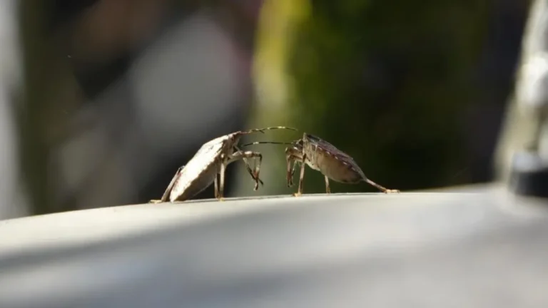 Türkiye'de tarımsal üretimi tehdit eden kahverengi kokarca, kışlak dönemindeki sessizliğini
