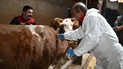 Hayvan yetiştiricilerine uyarı! Hayvanlarını aşılatmayanlara 132 bin lira ceza