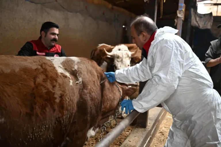 Hayvan yetiştiricilerine uyarı! Hayvanlarını aşılatmayanlara 132 bin lira ceza