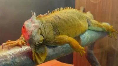 Kaçak yollarla ülkeye getirilen egzotik hayvanlar muhafaza altına alındı