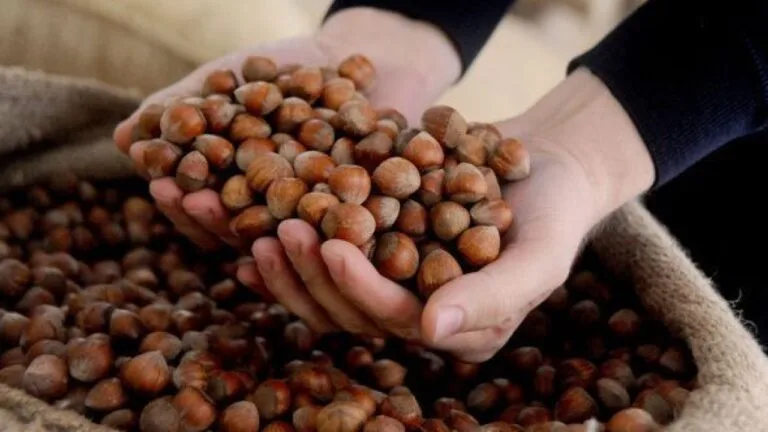 Karadeniz Bölgesi’nde fındık fiyatları 27 Şubat 2026 itibarıyla il il