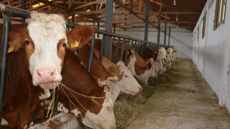 Giresun İl Tarım ve Orman Müdürlüğü, 2025 yılı birinci dönemine