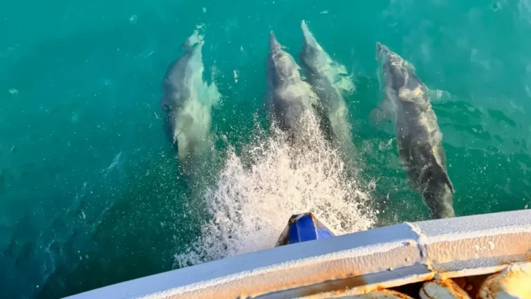 Balıkçı teknesine eşlik eden yunuslar kamerada