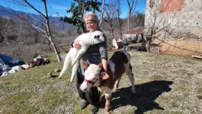 Giresun'da üçüz kuzulardan birine evinde, görmeyen buzağıya da ahırda özenle