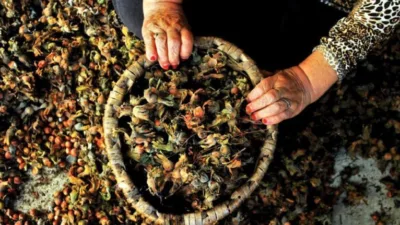 Emek Partisi, “Fındık fiyatının düşük olması üzerine yapılan tartışmaların asıl