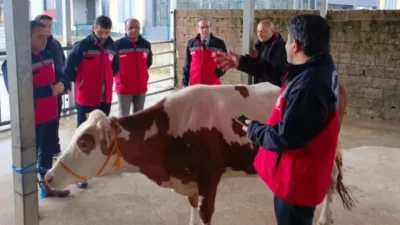 Giresun'da sığır karkas kesimhaneleri mercek altında