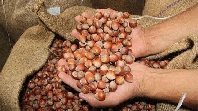 Türkiye genelinde yapılan geniş kapsamlı saha çalışmaları, yeni fındık sezonuna