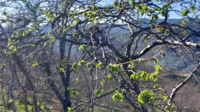Giresun’da fındık bahçeleri erken uyandı
