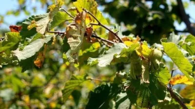 Giresun Ziraat Odası (GZO) Başkanı Nurittin Karan, mevsim normallerinin üzerinde