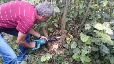 Fındıkta terbiye ve budama yöntemleri anlatıldı