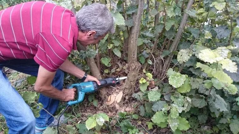 Fındıkta terbiye ve budama yöntemleri anlatıldı