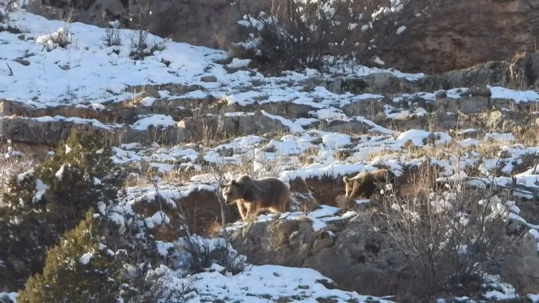 Kar kaplı arazide yiyecek arayan ayı ve yavrusu görüntülendi