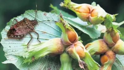 Fındıkta kokarca mücadelesi yetersiz kaldı