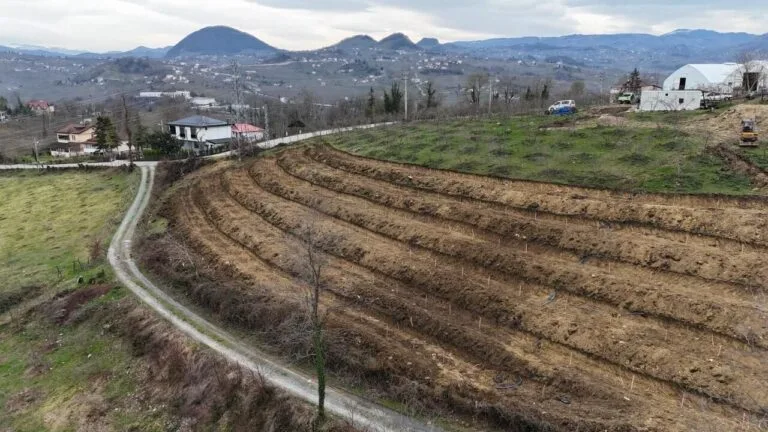 Fındıkta yeni sistem rekolteyi üçe katlayacak