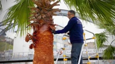 Park ve Bahçeler Müdürlüğü, tüm palmiye ağaçlarının hizmetinde...