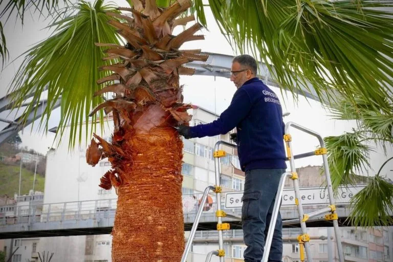 Giresun’da palmiye ağaçlarında bakım zamanı Park ve Bahçeler Müdürlüğü, tüm palmiye ağaçlarının hizmetinde...