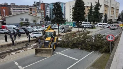 Şiddetli fırtınaya dayanamayan ağaçlar devrildi