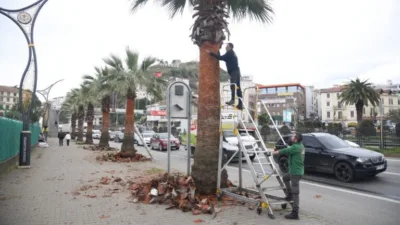 Giresun Belediyesi, sahil bandındaki ağaçların sağlıklı gelişimi için taş zeminleri