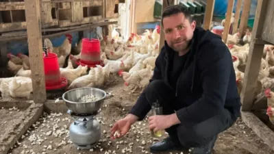 Strese giren tavukları için kümeste mısır patlatıyor