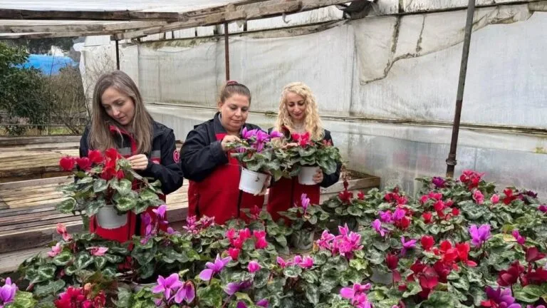 Bulancak ilçesinde ruhsatlı süs bitkileri üretimi yapılan sera, Giresun İl