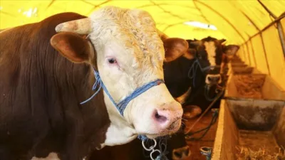 Giresun İl Tarım ve Orman Müdürlüğü, 2026 yılı Kurban Bayramı