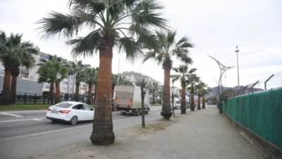 Giresun sahil şeridinde ağaçlara nefes aldıran çalışma