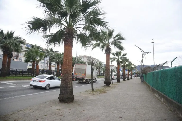 Giresun sahil şeridinde ağaçlara nefes aldıran çalışma