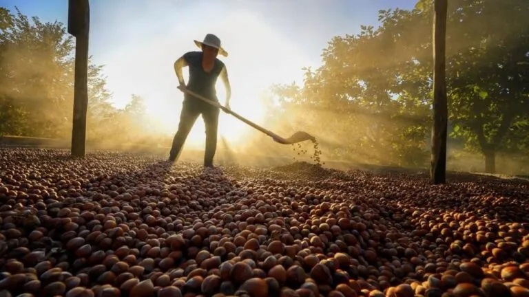 Fındıkta fiyat operasyonu