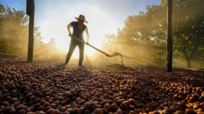 Fındık fiyatı düşük diye bağırmak yeterli değil!