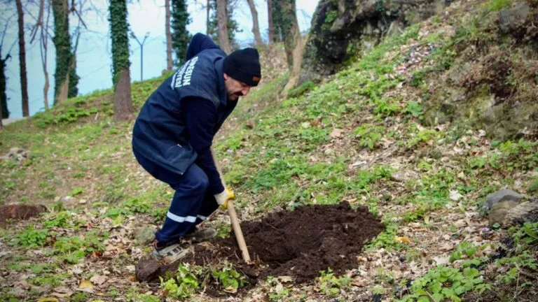 Giresun Kalesi’nde yürütülen ağaçlandırma çalışmasıyla boş alanlara çam, ıhlamur ve