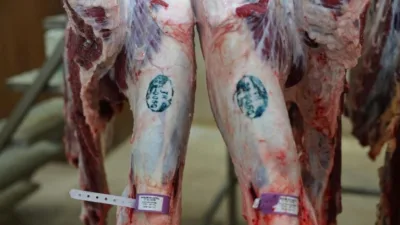 Bulancak Belediyesi Mezbahane Tesisinde Ramazan ayı dolayısıyla hijyen ve denetim