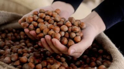 Türkiye’nin en önemli tarımsal ihraç ürünlerinden biri olan fındıkta serbest