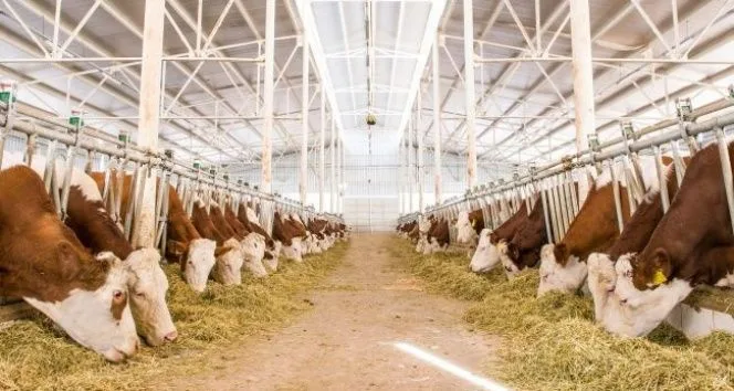 Giresun’da Hayvancılık Destek Başvuruları Başlıyor: Son Gün 15 Haziran 2026 Giresun İl Tarım ve Orman Müdürlüğü, 2025 yılı 2’nci dönem