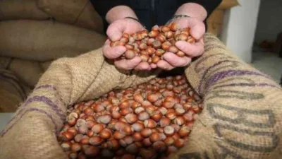 CHP Giresun eski Milletvekili Mustafa Adıgüzel, fındık ihracatındaki düşüşün fiyat