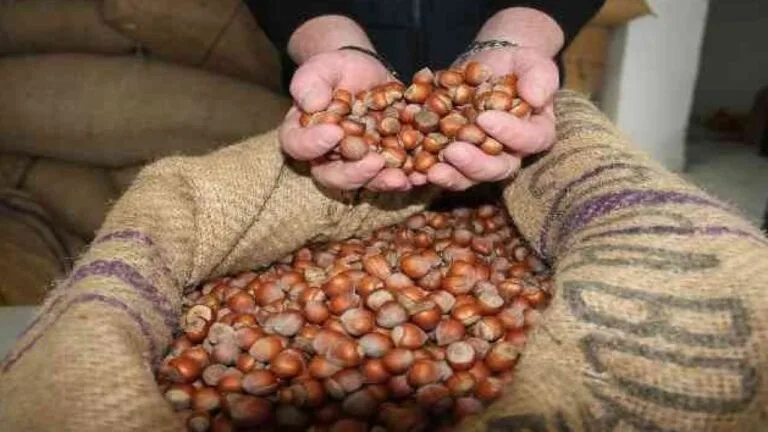 Fındık Tartışması Büyüyor: Adıgüzel Rekolteyi İşaret Etti Mustafa Adıgüzel, fındık ihracatındaki düşüşün yüksek fiyatlardan kaynaklandığı yönündeki iddialara