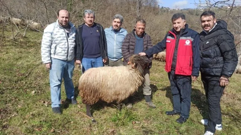 Giresun’a özgü kadim bir ırk olan Çepni koyunu, yürütülen koruma