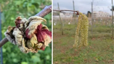 Fındık üretiminde verim kaybına yol açan zararlılar arasında yer alan