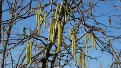 Giresun Üniversitesi Fındık İhtisaslaşma Koordinatörü Ali Turan, fındık üretiminde yapılan