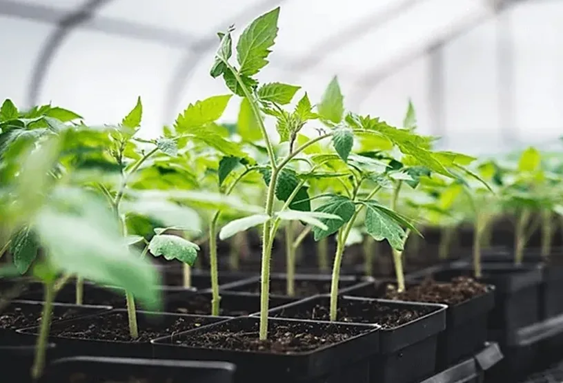 Giresun İl Tarım ve Orman Müdürlüğü, tarımsal üretimi artırmak ve