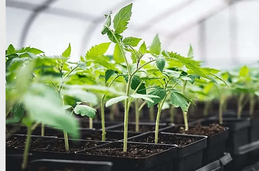 Giresun’da Domates Fidesi Desteği Başladı: 50 Bin Fide İçin Son Gün 10 Nisan