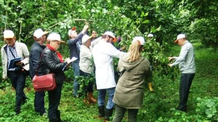 Fındık rekoltesi tartışması yeni sezon öncesi yeniden gündeme geldi. İhracatçı