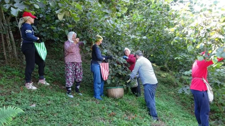 Giresun’da fındık üreticisinin yaşadığı ekonomik sıkıntılar yeniden gündeme geldi. GZO