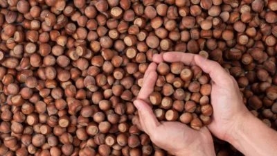 Giresun’da fındık fiyatları Ramazan Bayramı sonrası sert düşüşe geçti. Serbest