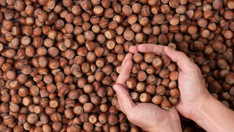 Giresun’da fındık fiyatları Ramazan Bayramı sonrası sert düşüşe geçti. Serbest