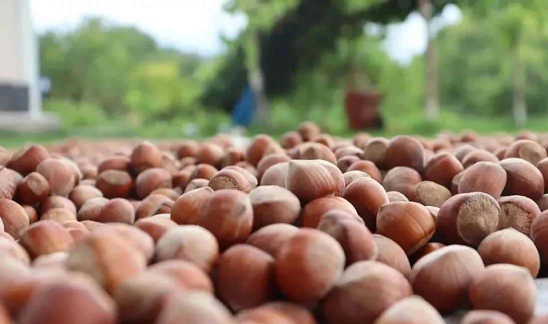Kalitesi ve yüksek yağ oranıyla bilinen Giresun tombul fındığı, uluslararası