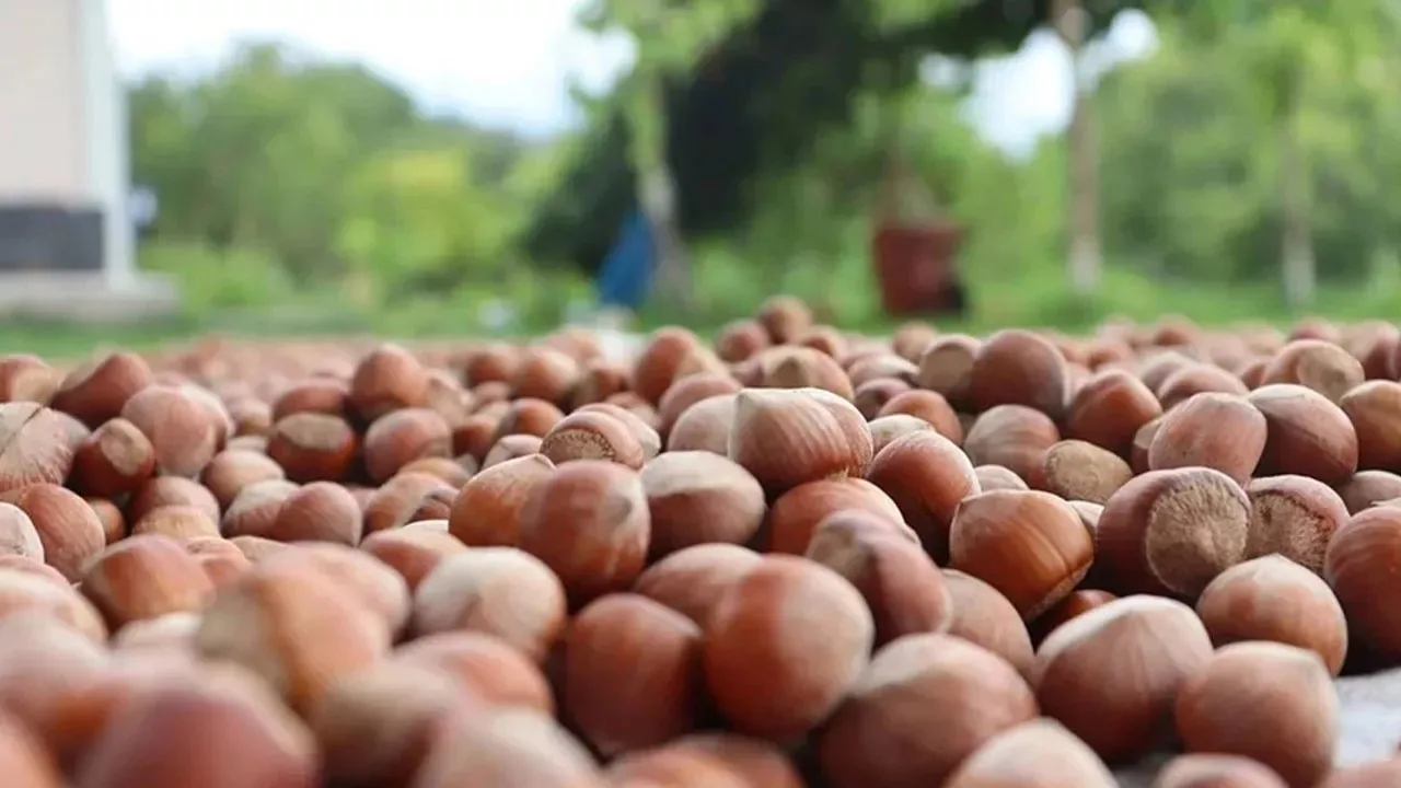 Kalitesi ve yüksek yağ oranıyla bilinen Giresun tombul fındığı, uluslararası