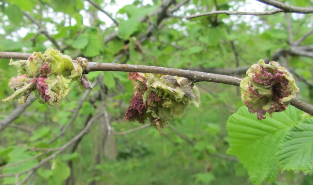 Karadeniz Bölgesi’nde fındık üretiminde verim kaybına yol açan kozalak akarı