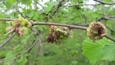 Karadeniz Bölgesi’nde fındık üretiminde verim kaybına yol açan kozalak akarı