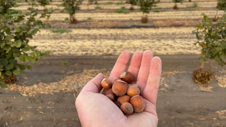 Dünya fındık piyasasında dengeleri etkileyebilecek gelişmeler yaşanıyor. Güney yarım kürede