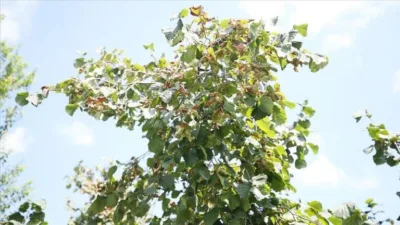 Fındık üreticilerine verilmekte olan doğrudan gelir desteği ödemelerinin 6 Mart